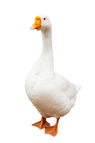 a goose